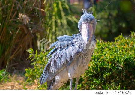 嘴広鸛 鳥 鳥類 ハシビロコウの写真素材 - PIXTA
