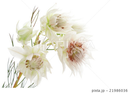 セルリア セルリア フロリダ ブラッシングブライド 花の写真素材