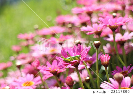 赤花除虫菊の写真素材
