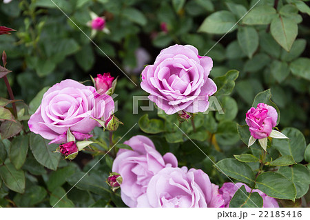 ローズ・ガーデン 薔薇 英国の庭 イングリッシュ・ローズの写真