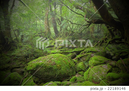 屋久杉 大樹 太古 屋久島の写真素材