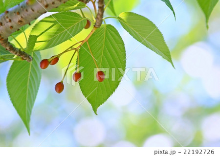 桜 植物 ソメイヨシノ さくらんぼの写真素材