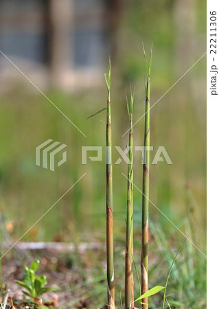 篠竹 植物の写真素材