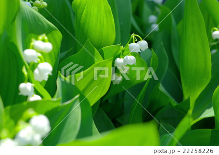 スウェーデンの国花の写真素材