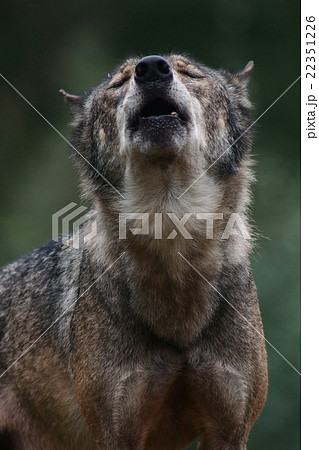 オオカミ 動物園 正面 狼の写真素材