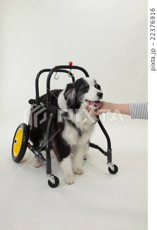 犬の車椅子の写真素材