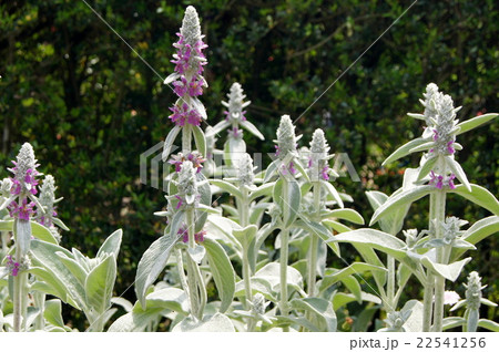 初夏のラムズイヤー 和名 ワタチョロギ の写真素材