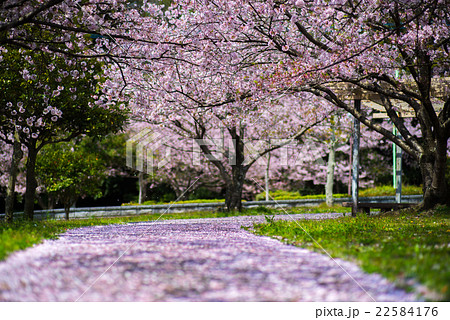 こぼれ桜の写真素材 - PIXTA