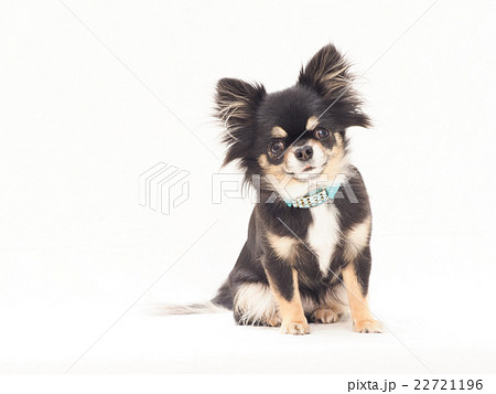 犬 チワワ 動物 おすわりの写真素材 - PIXTA