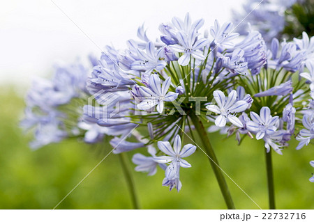 アガパンサス 球根植物 初夏 園芸品種の写真素材