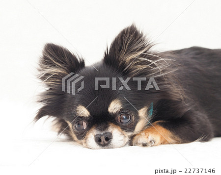 羊毛フェルト 伏せをするチワワ 羊毛フェルト トイプードルちゃん（伏せ）