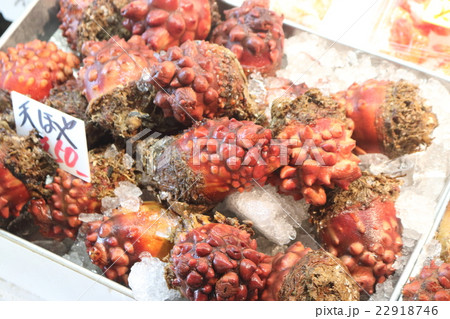 ほや ホヤ ほやがい 海のパイナップルの写真素材