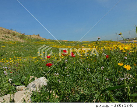 中東 イスラエル 野原 花畑の写真素材