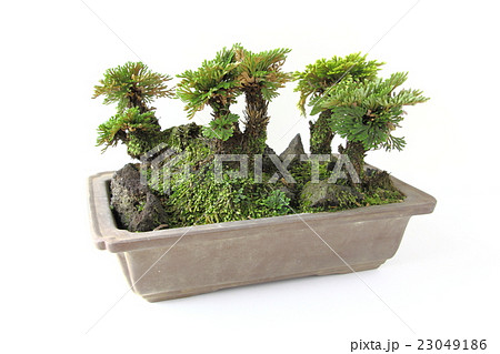 盆栽 植物 岩檜葉 岩松の写真素材