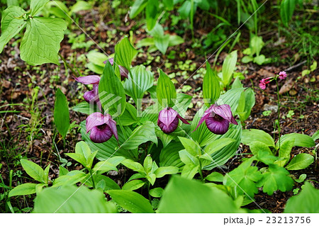 山野草 蘭 高山植物 ランの写真素材 - PIXTA