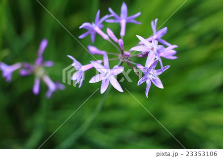 アガパンサス似た花の写真素材