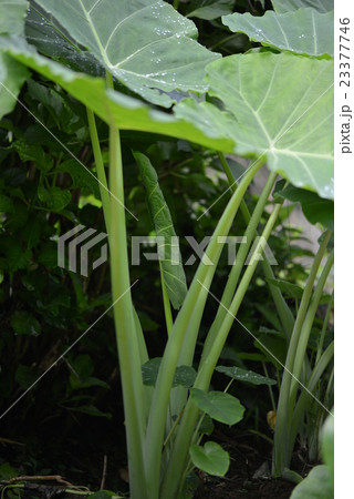 蓮芋 りゅうきゅう 野菜 露地栽培の写真素材