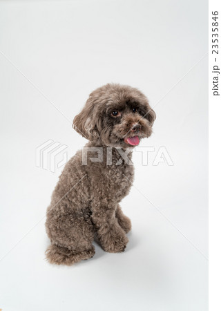 トイプードル おすわり 正面 犬 トイプードル 見上げる お座りの写真素材