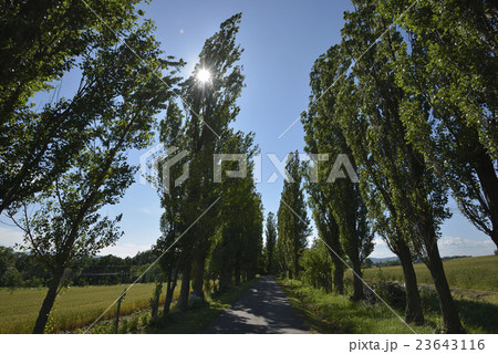一本道 ポプラ並木 並木 緑色の写真素材