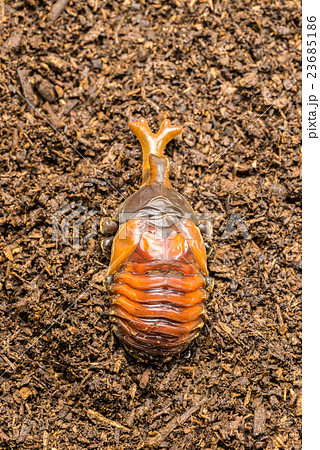 カブトムシの蛹の写真素材