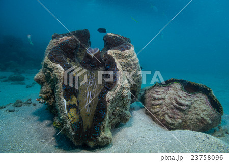 大シャコガイの写真素材 - PIXTA