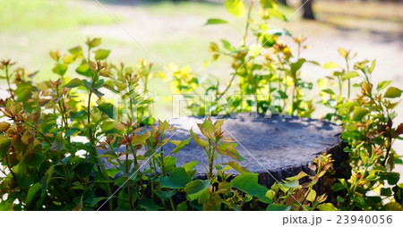 切り株 ひこばえ 夏の庭 木陰の写真素材 切り株 ひこばえ 夏の庭 木陰の写真素材