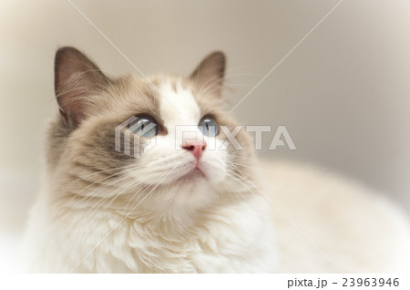 猫 ラグドール 美しい 美の写真素材