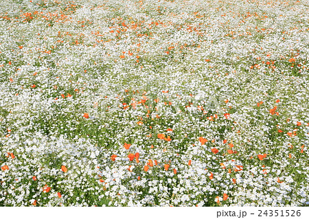 かすみ草 花畑 花 植物の写真素材