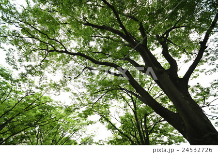 代々木公園野外音楽堂の写真素材 代々木公園野外音楽堂の写真素材