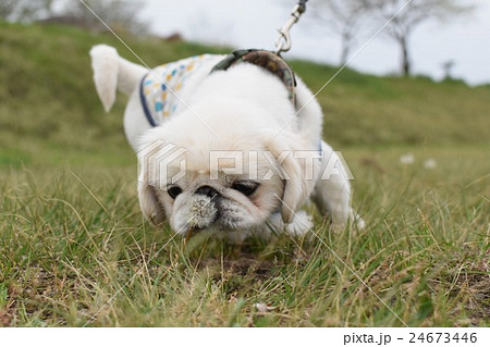 ペキニーズ 犬 白 はなぺちゃの写真素材