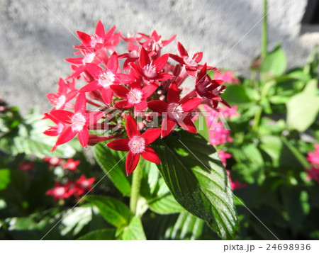 花言葉 花木 アカネ科 常緑の写真素材