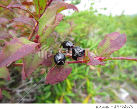 ウスノキ うすのき 黒い実 木の実の写真素材