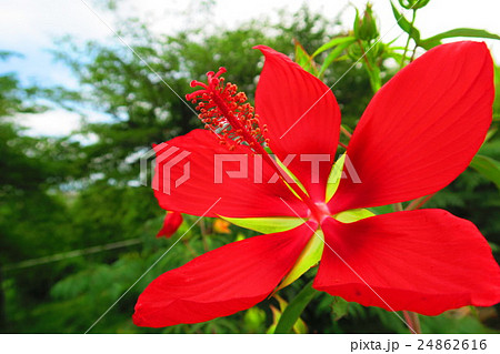 ハイビスカスに似た花の写真素材