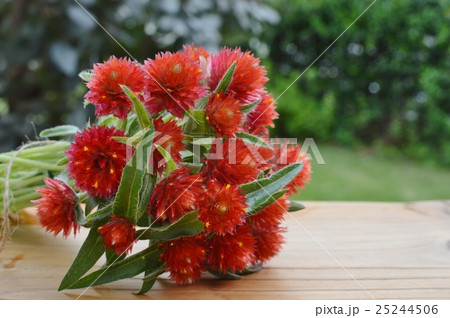 ストロベリーフィールズ 花の写真素材