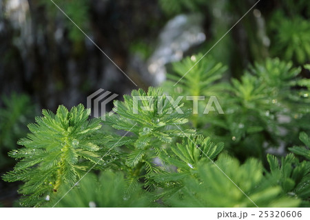 離弁花類 草の写真素材