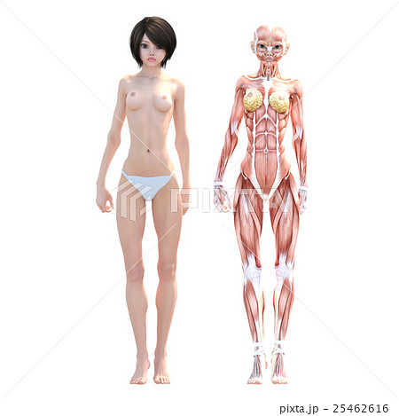 女性 解剖 筋肉 ３dcg イラスト素材のイラスト素材 25462616 Pixta