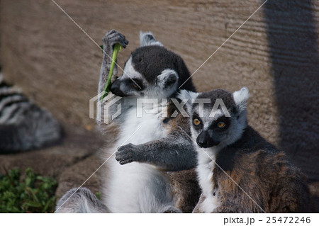 ワオキツネザル 灰色 キツネザル 耳の写真素材 - PIXTA