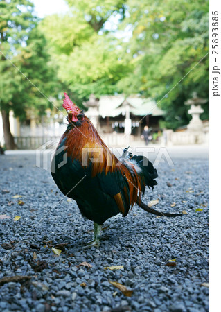 谷保天満宮の写真素材