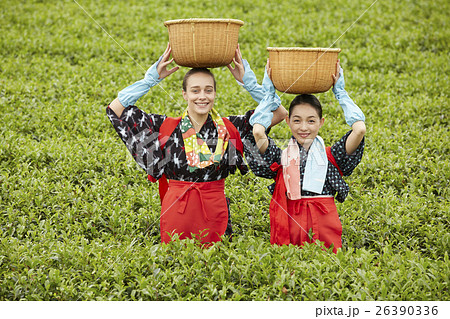 茶摘みの写真素材