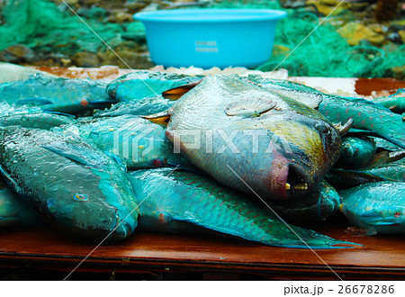 南国の魚 カラフルな魚 奄美 青い魚の写真素材