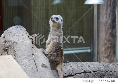 ミーアキャット 小動物 動物 上野動物園の写真素材