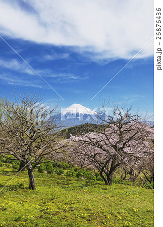 富士山 桜 年賀状素材 日本の原風景の写真素材