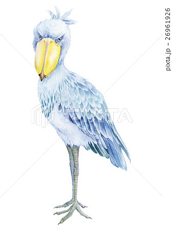 ハシビロコウ 嘴広鸛 怪鳥 鳥類の写真素材