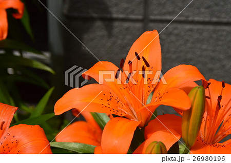 ユリの種の写真素材 - PIXTA