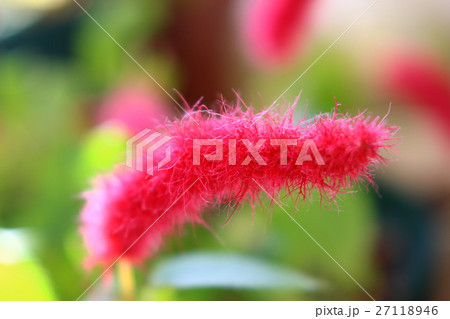 キャットテール キャッツテール 花 屋外の写真素材