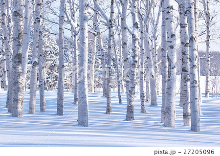 冬 雪景色 積雪 白樺の写真素材