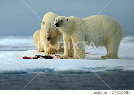骨格 骸骨 くま クマの写真素材
