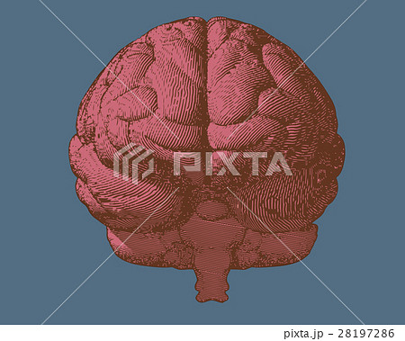 脳 正面 ベクター 医学のイラスト素材