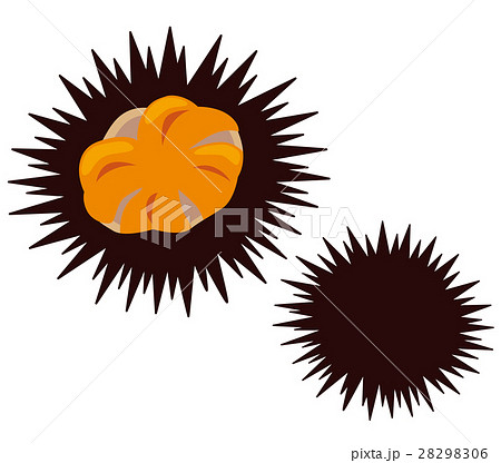 ウニ殻のイラスト素材