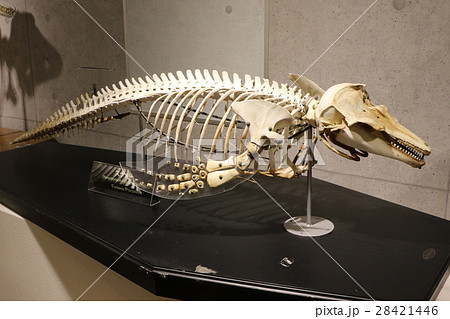 動物 骨 イルカ 水族館の写真素材 - PIXTA